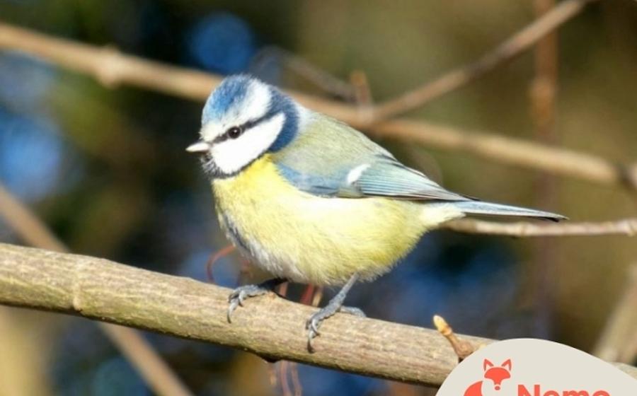 Überwinterungsstrategien heimischer Wildtiere in der Gartenarbeitsschule Treptow-Köpenick