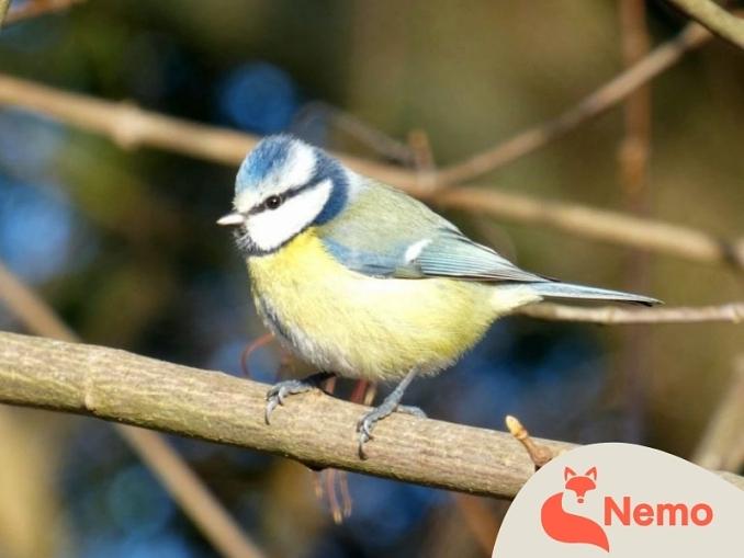 Überwinterungsstrategien heimischer Wildtiere in der Gartenarbeitsschule Treptow-Köpenick