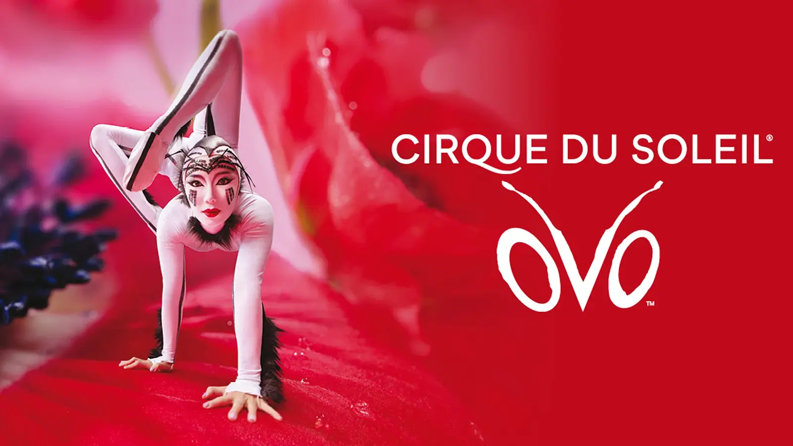 Cirque du Soleil OVO Show, Akrobatin in extremer Pose auf rotem Bühnenbild