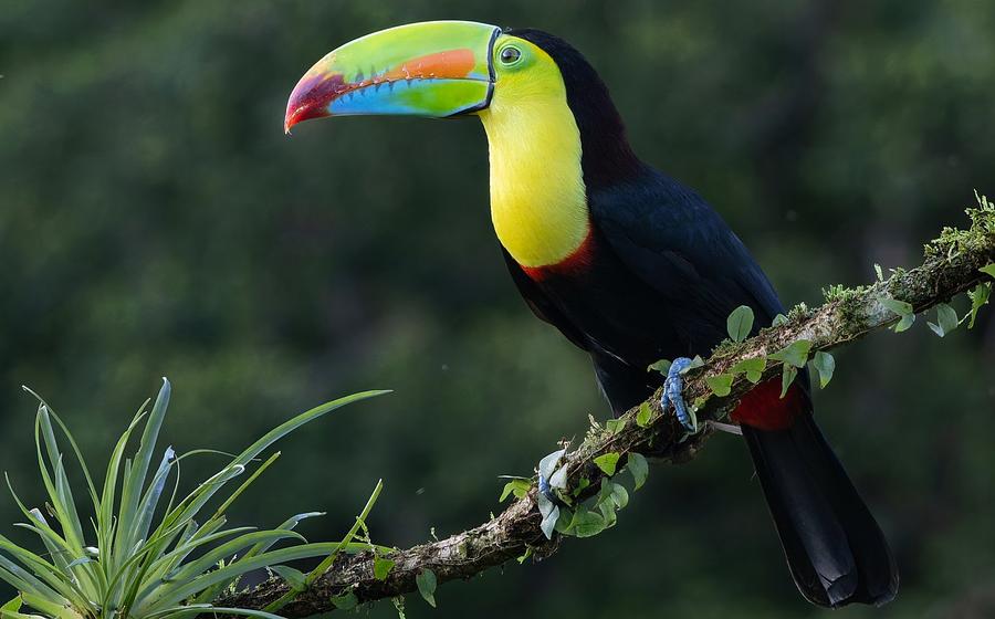 Costa Rica - Paradies zwischen Karibik und Pazifik