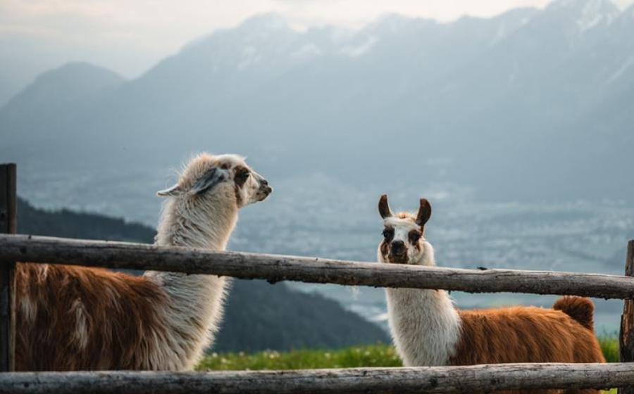 Lamatrekking