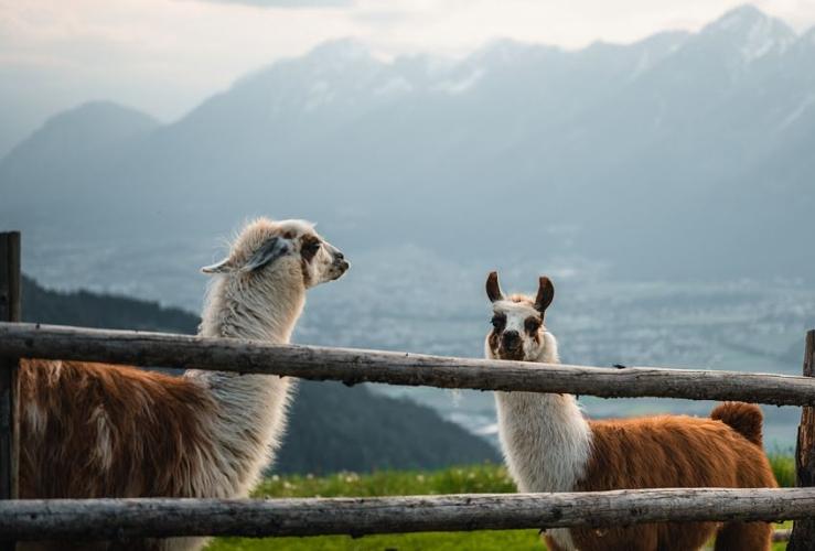Lamatrekking