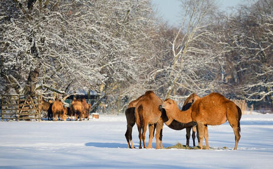 Advents- und Weihnachtstour