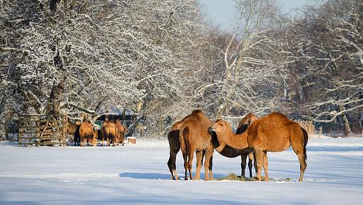 Advents- und Weihnachtstour