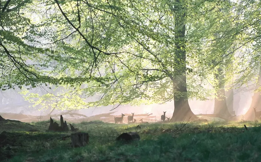 Herbstfilmtage: „Das grüne Wunder – Unser Wald“