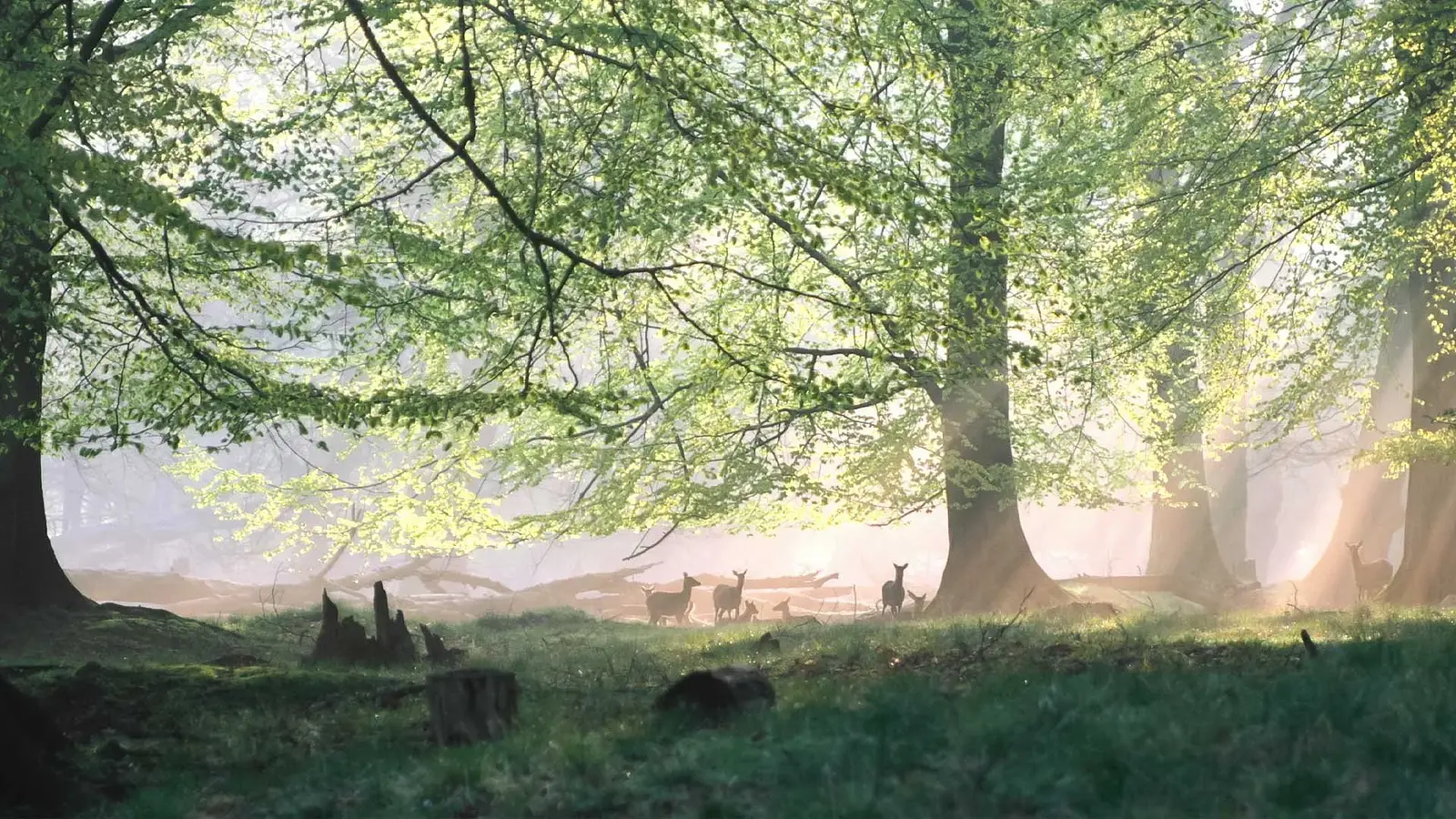 Herbstfilmtage: „Das grüne Wunder – Unser Wald“
