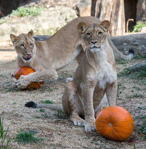 Ferienprogramm Herbst