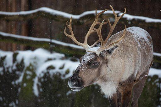 Advents- & Weihnachtstour