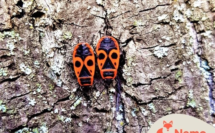 Insekten-Rallye in der Gartenarbeitsschule Tempelhof-Schöneberg