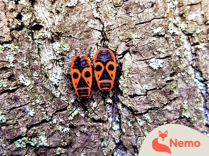 Insekten-Rallye in der Gartenarbeitsschule Tempelhof-Schöneberg