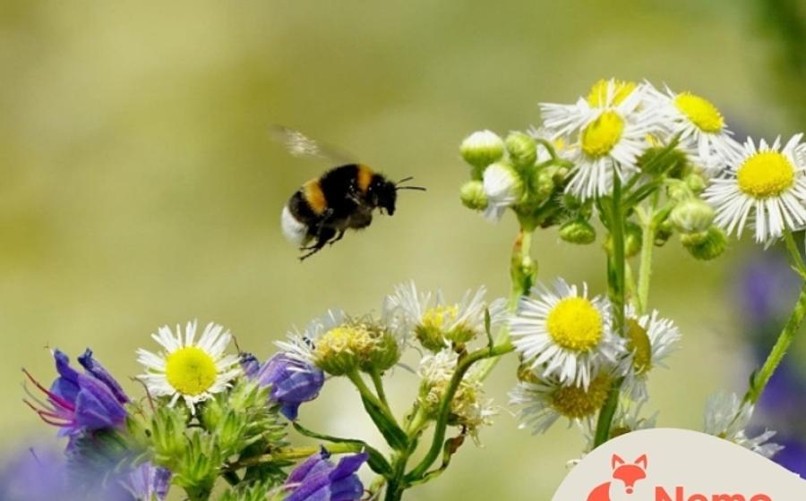 Honigbienen und ihre wilden Schwestern