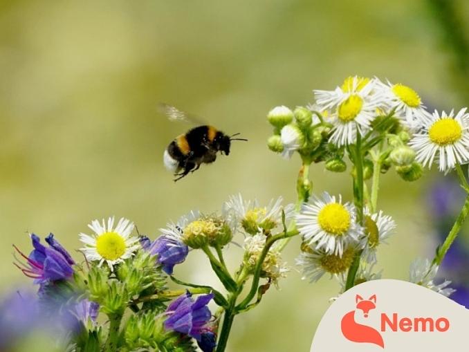 Honigbienen und ihre wilden Schwestern