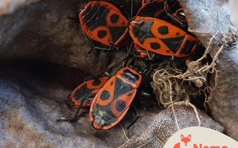 Winzig klein und ganz schön groß – Insekten und Bodentiere