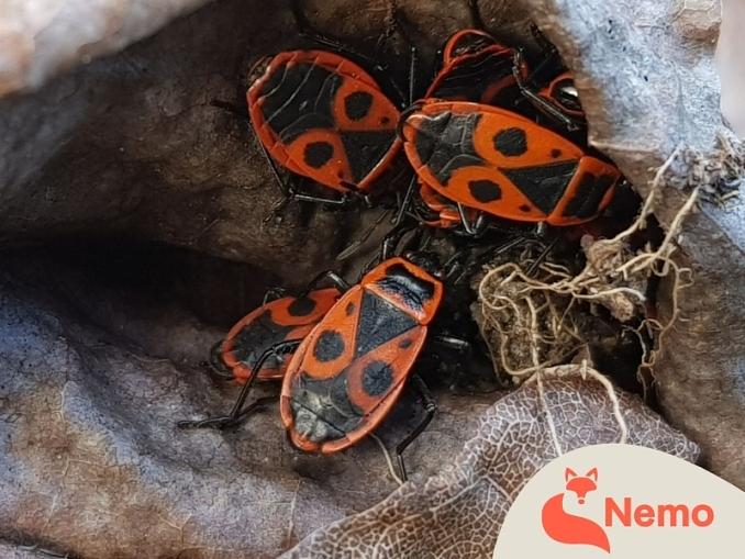Winzig klein und ganz schön groß – Insekten und Bodentiere