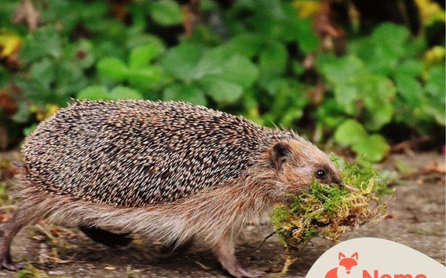 Tierische Überwinterungsstrategien