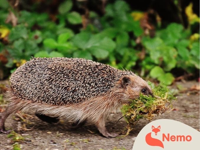 Tierische Überwinterungsstrategien