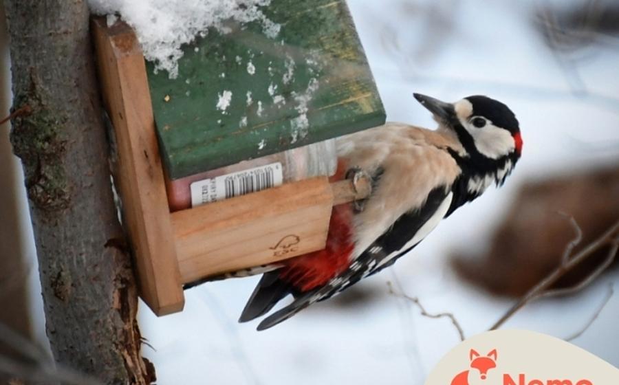 Was machen die Vögel im Winter?