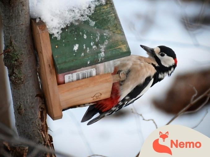Was machen die Vögel im Winter?