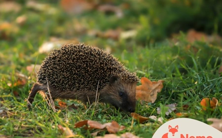 Stadttiere im Herbst