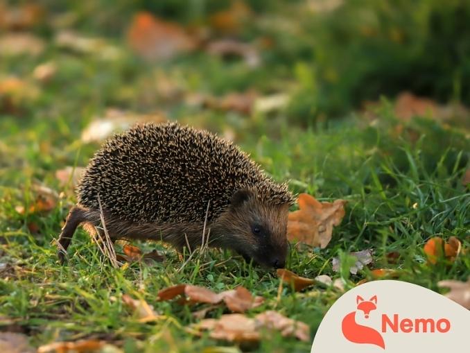 Stadttiere im Herbst