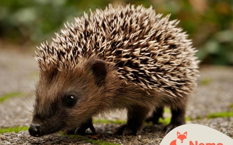 Die Welt der Igel