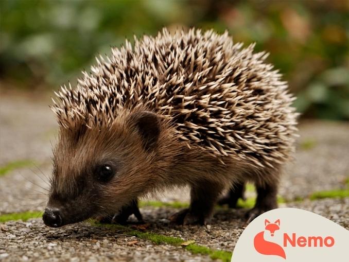 Die Welt der Igel