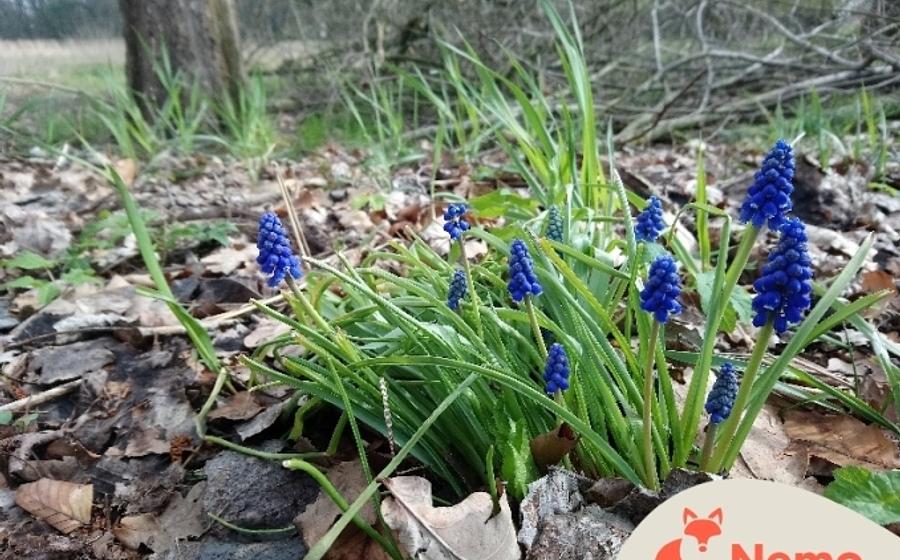 Was sind Pflanzen? Die Vielfalt im Park erleben