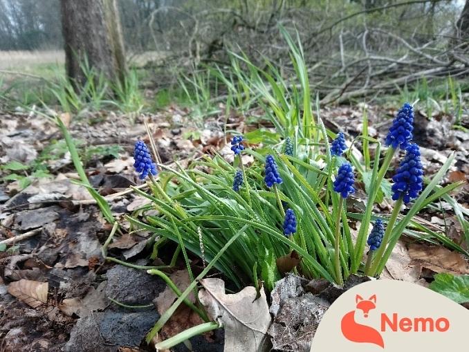 Was sind Pflanzen? Die Vielfalt im Park erleben