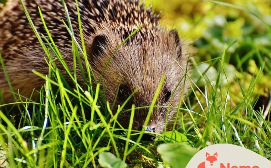 Wilde Stadttiere im Schul-Umwelt-Zentrum Mitte