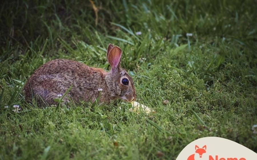 Wildtiere in der Stadt