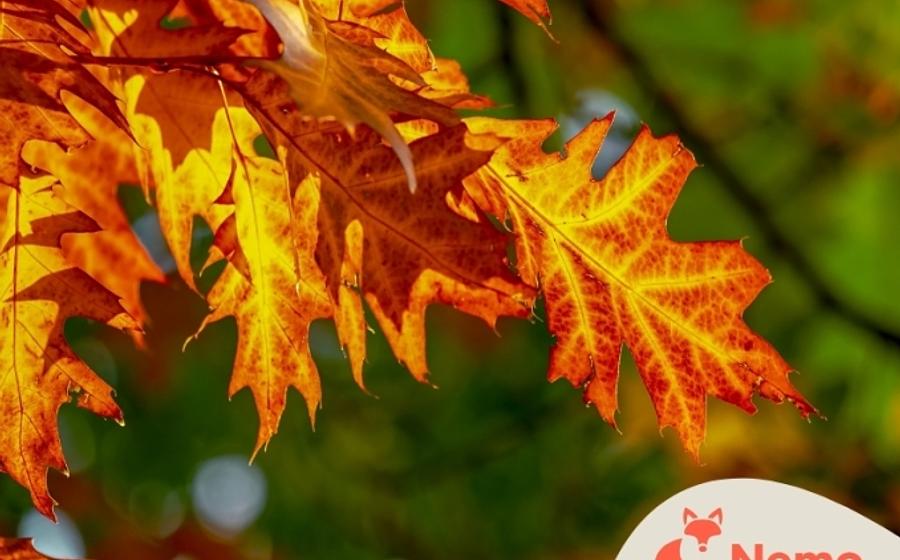 Bäume – Die Riesen im Park nebenan
