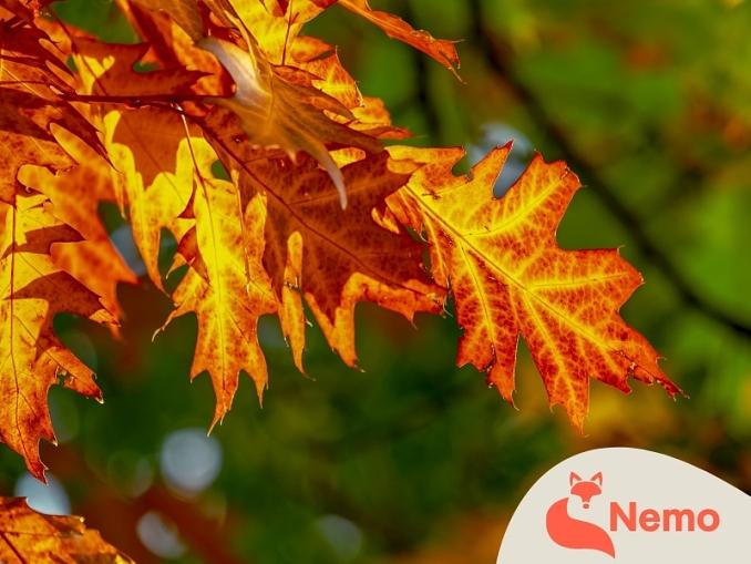 Bäume – Die Riesen im Park nebenan