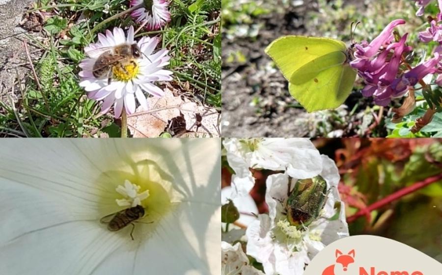 Insekten und Pflanzen in der Gartenarbeitsschule Charlottenburg-Wilmersdorf