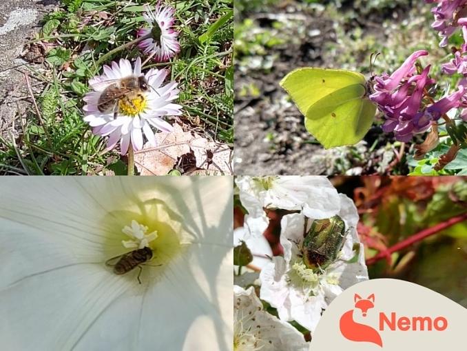 Insekten und Pflanzen in der Gartenarbeitsschule Charlottenburg-Wilmersdorf