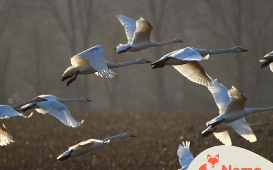 Was machen die Vögel im Herbst?
