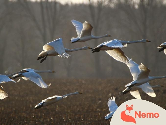 Was machen die Vögel im Herbst?