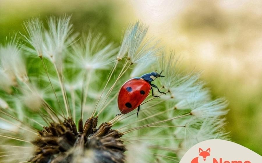 Was krabbelt und fliegt im Park nebenan?
