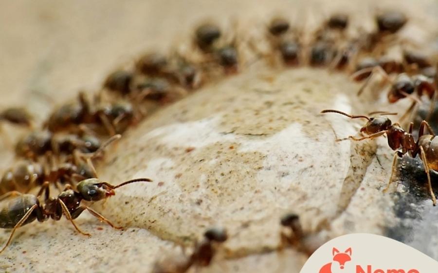 Insekten-Rallye im Schul-Umwelt-Zentrum Mitte