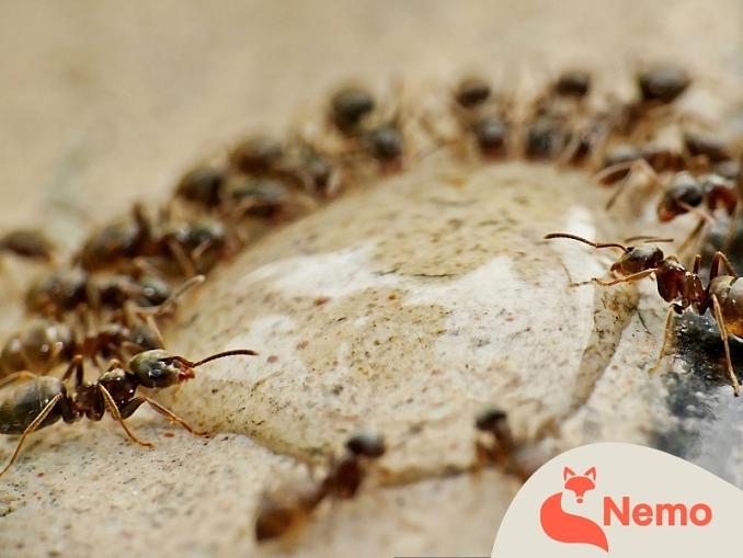Insekten-Rallye im Schul-Umwelt-Zentrum Mitte