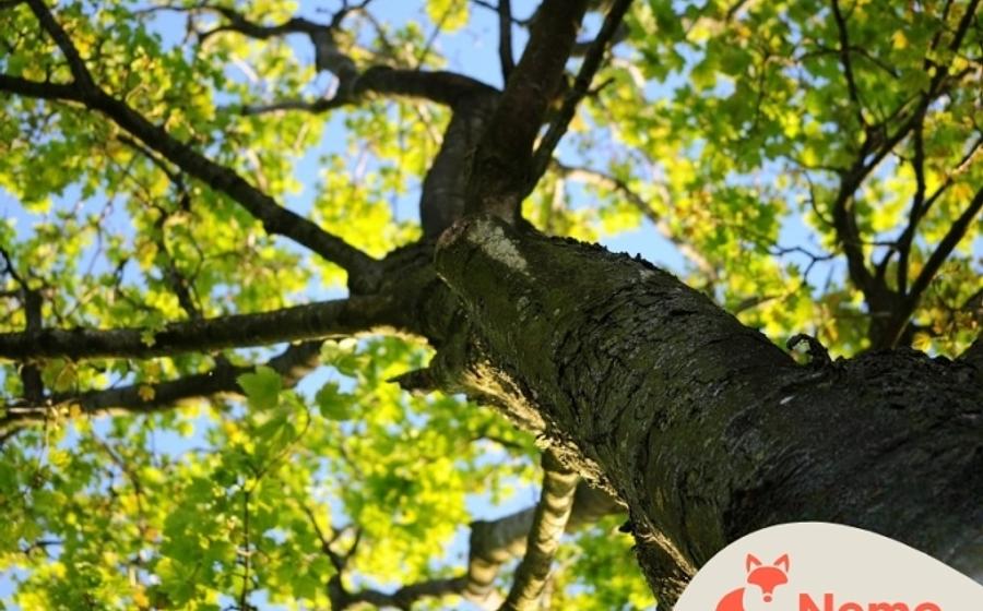 Klimakumpel Baum in der Gartenarbeitsschule Treptow-Köpenick