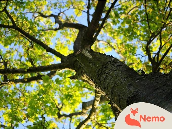 Klimakumpel Baum im Freilandlabor Kaniswall