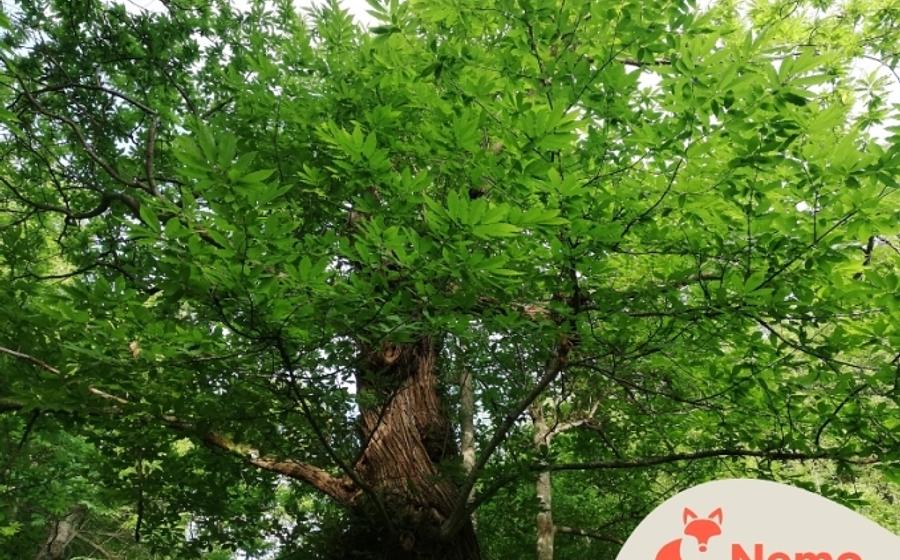 Wunderwelt Baum: entdecken, erleben, staunen