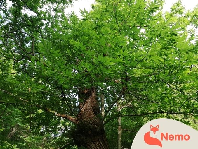 Wunderwelt Baum: entdecken, erleben, staunen