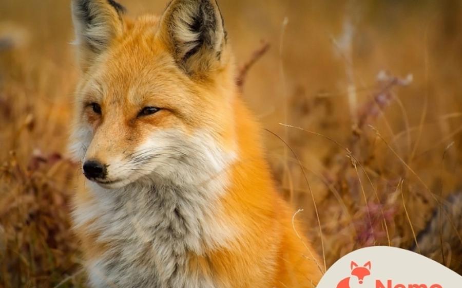 Schlau wie ein Fuchs?