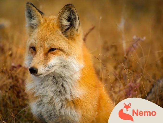 Schlau wie ein Fuchs?