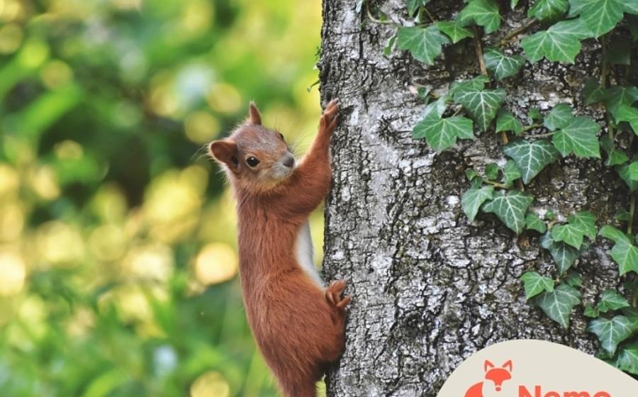 Wilde Tiere vor unserer Tür