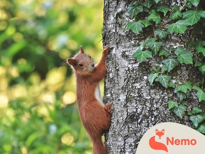Wilde Tiere vor unserer Tür