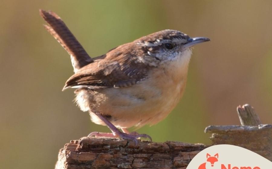 Was machen die Vögel im Frühling?