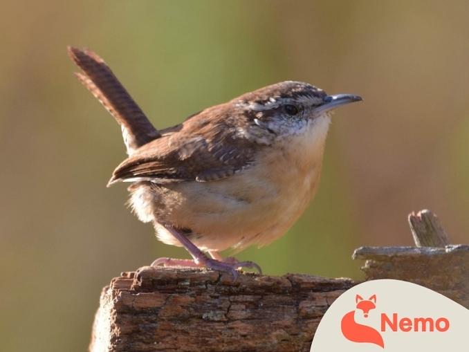 Was machen die Vögel im Frühling?