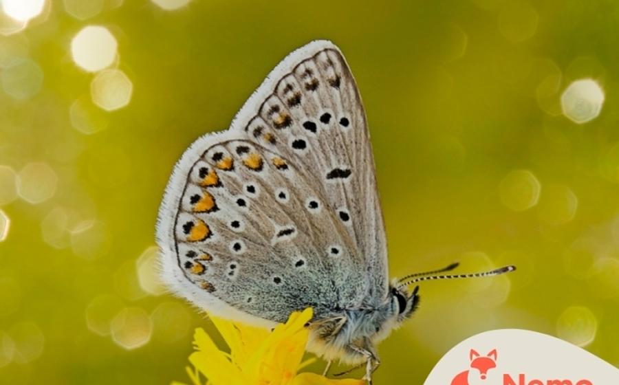 Luftige Leichtgewichte – Schmetterlinge